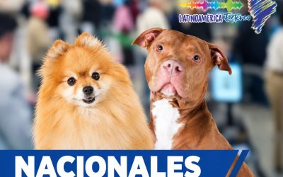 Perros abandonados en el aeropuerto el Dorado: ¿Qué pasará con ellos ahora?